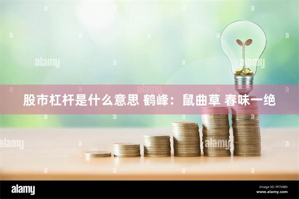 股市杠杆是什么意思 鹤峰：鼠曲草 春味一绝
